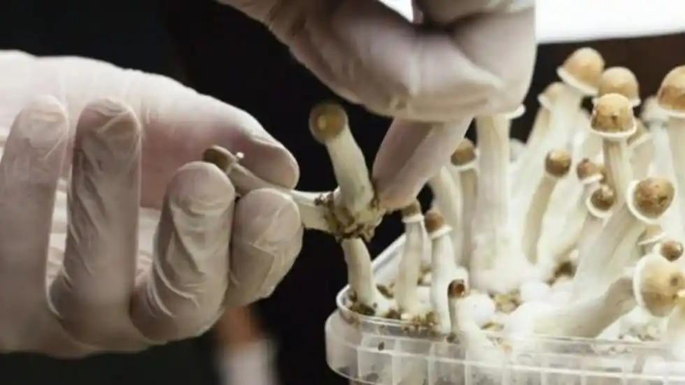 Dark Web Mushroom Dealers Arrested; Assets Seized